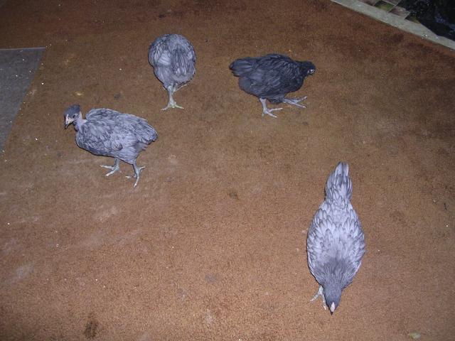 68265_dscn1953.jpg