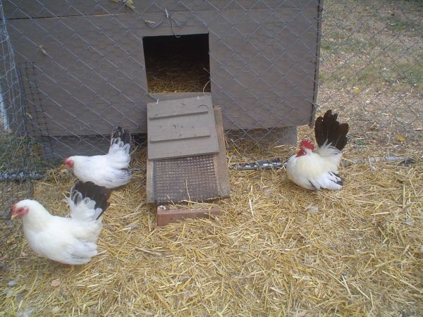 68278_chickens_1_016.jpg