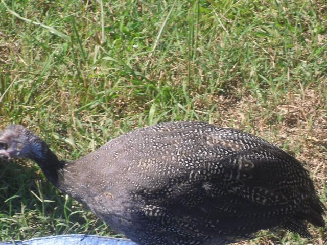 68288_sdc10918.jpg