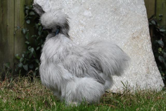 68297_2010_sikie_roosters_034.jpg