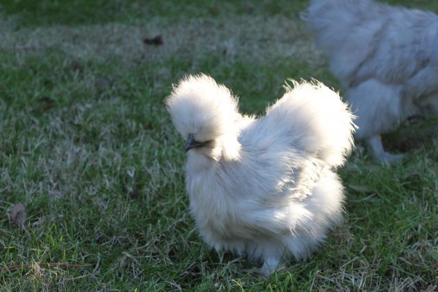 68297_chicken_coop_roosters_for_sale_027.jpg