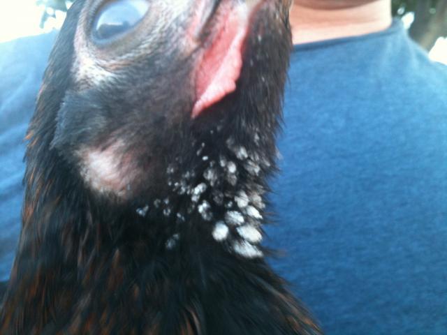 68309_photo_1.jpg