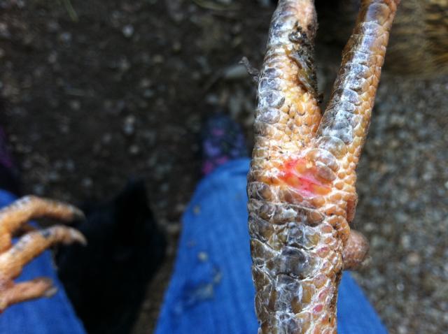 68313_chicken_foot.jpg