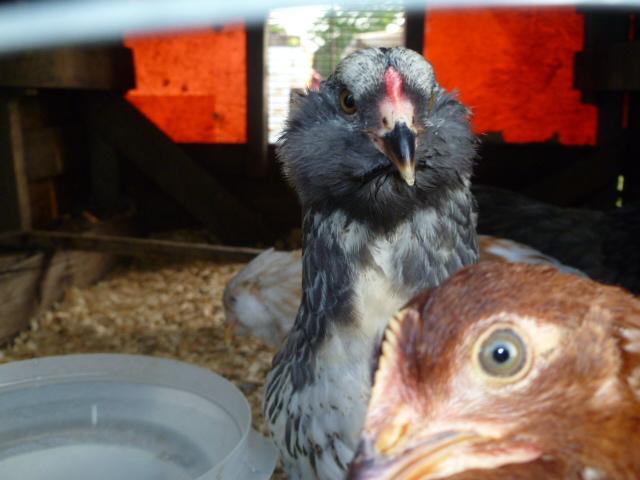 68363_boybeak7weeks.jpg