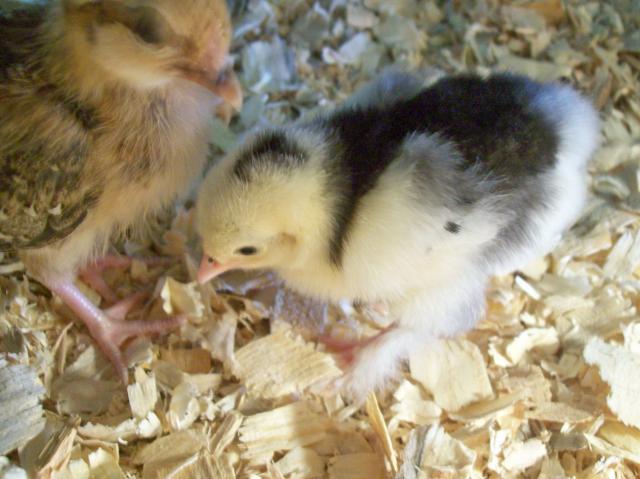 68378_chickens_007.jpg