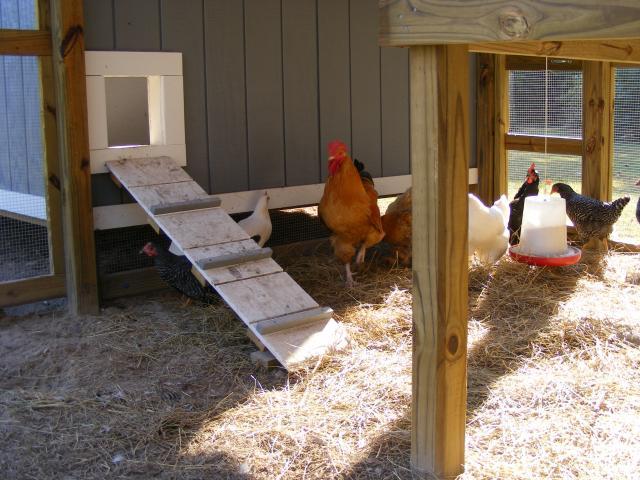 68412_chicken_house_030.jpg