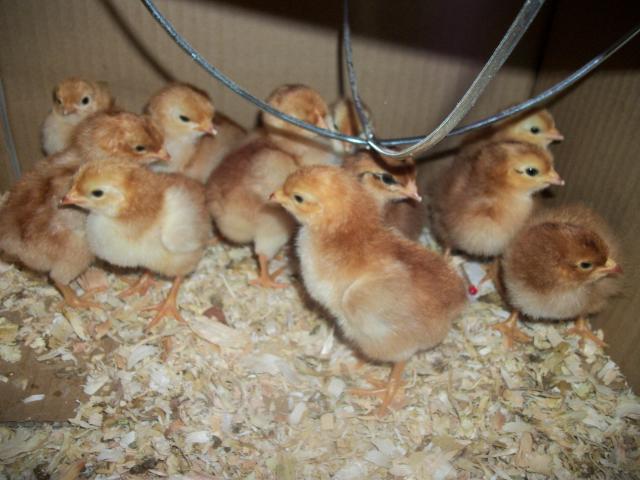 68414_rir_chicks.jpg