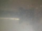 68426_brineshrimp3.jpg
