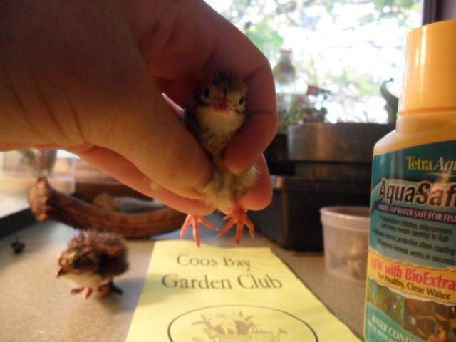 68426_chicks_047.jpg