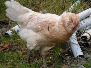 68426_chicks_099.jpg