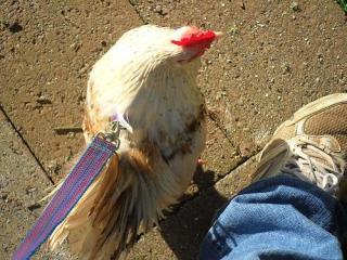 68426_chicks_167.jpg