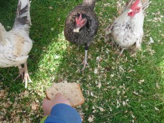 68426_chicks_176.jpg