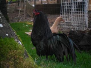 68426_chicks_359.jpg