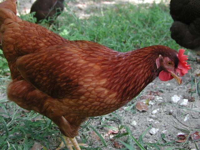68495_p1010252.jpg