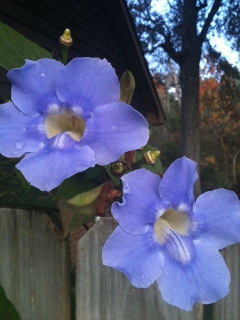68503_blue_flower.jpg