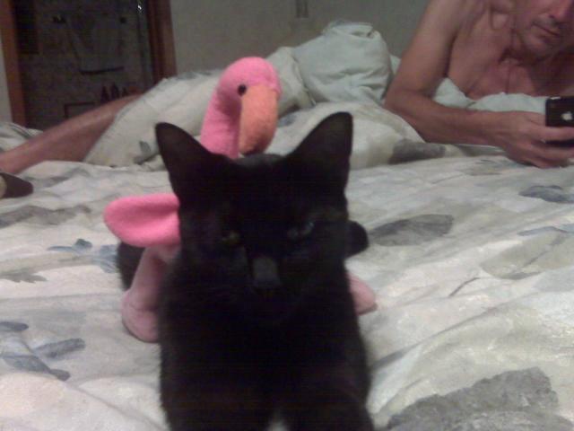 68503_phone_pictures89.jpg