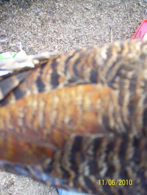 68534_100_2217.jpg