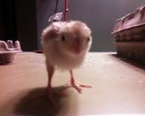 68534_quail.jpeg