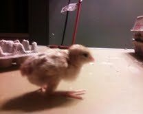 68534_quail_1.jpeg