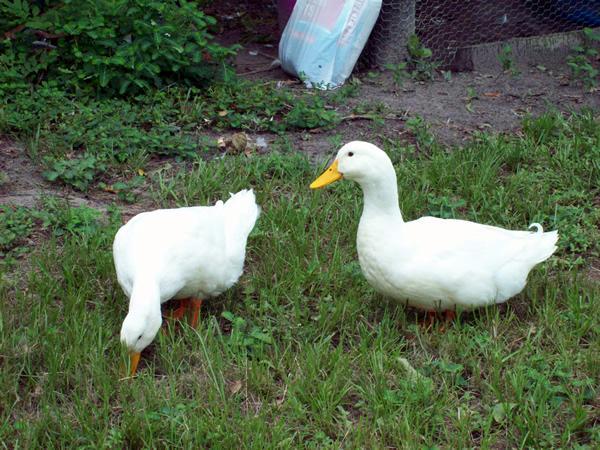 68560_farm_ducks.jpg