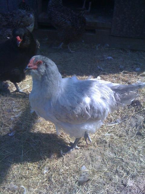 68573_ameraucana.jpg