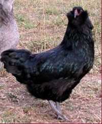 68573_black_chicken.jpg