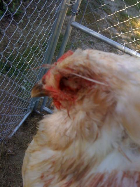 68573_bloody_eye_1.jpg