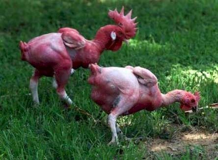 68573_featherless-chicken.jpg