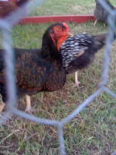 68573_mix_breed_hen.jpg