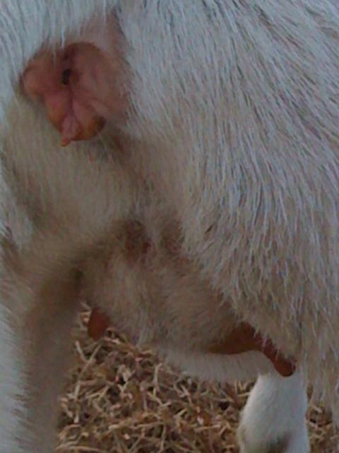 68573_pregnant_sheep_signs.jpg