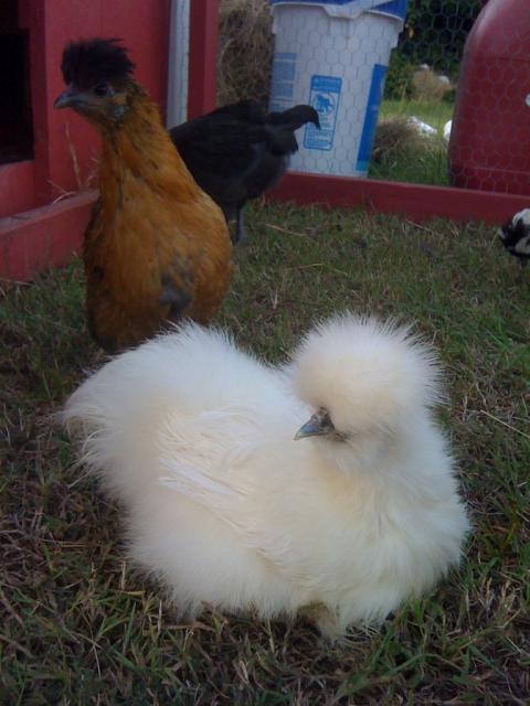 68573_silkie_and_penny.jpg