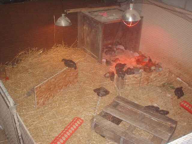 6857_big_brooder.jpg