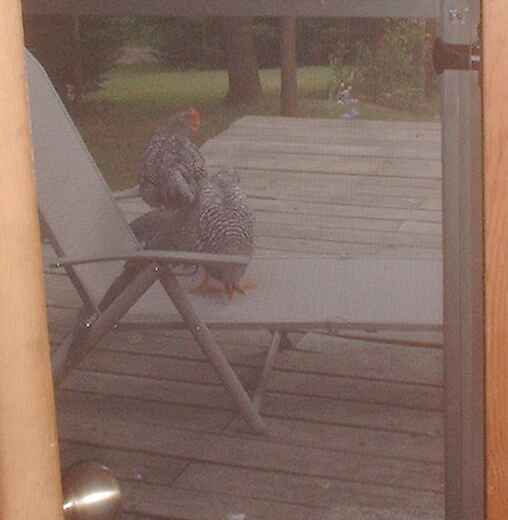 6857_lounging_chickens.jpg