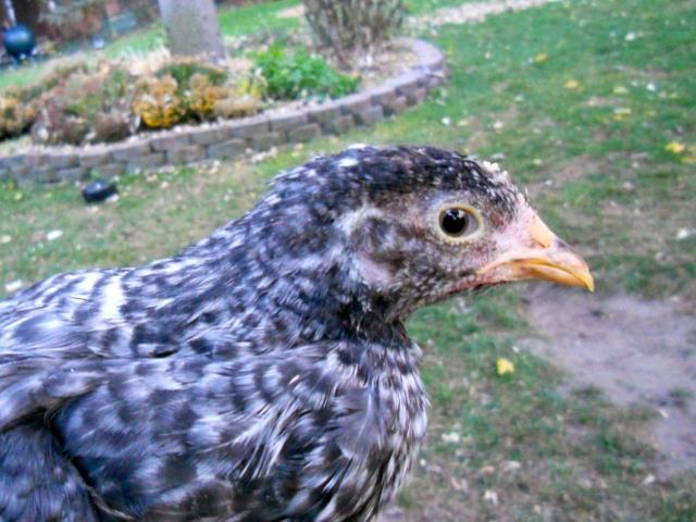 68629_dscn0929.jpg