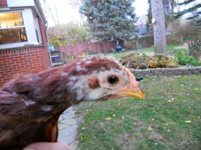 68629_dscn0942.jpg