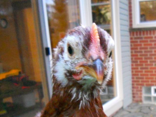 68629_dscn0947.jpg