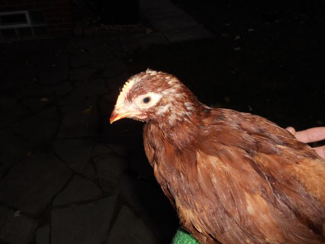 68629_dscn0958.jpg