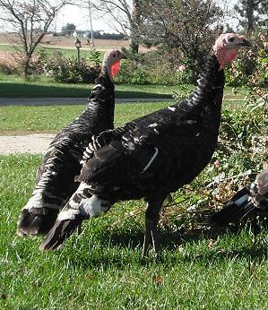 68637_pairturkeys.jpg