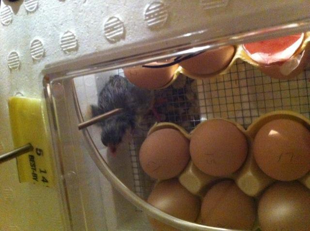 68655_chick.jpg