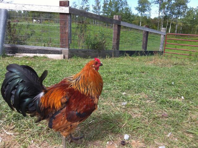 68725_prince_rooster.jpg