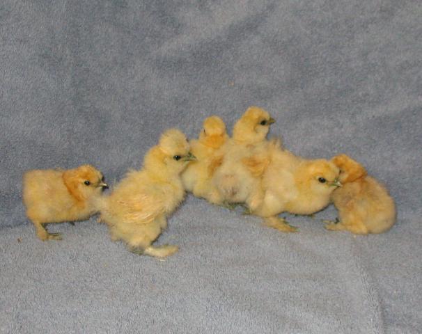 68739_1_week_chicks.jpg