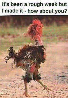 68749_bad_feather_day.jpg