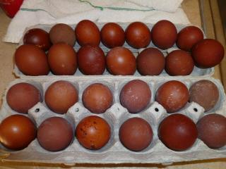68749_eggs_to_set_11-10-10.jpg