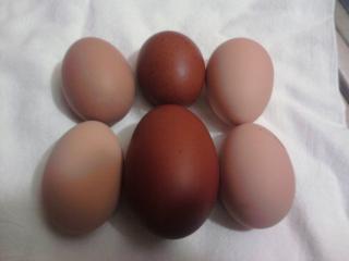 68749_large_marans_egg.jpg