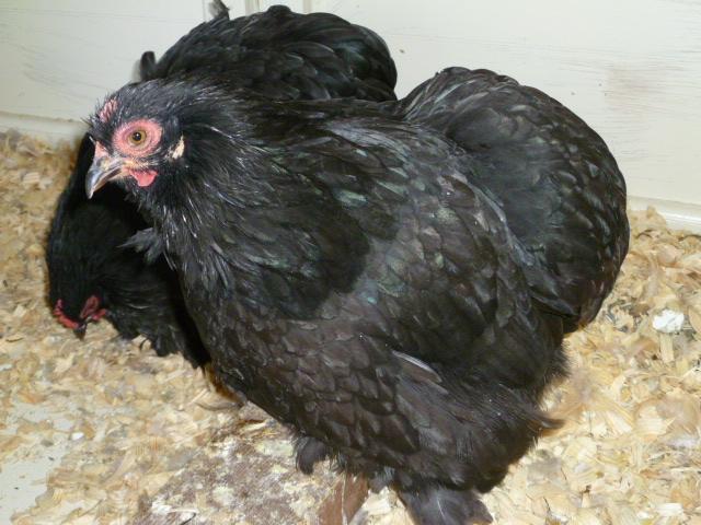 68749_p1000311.jpg