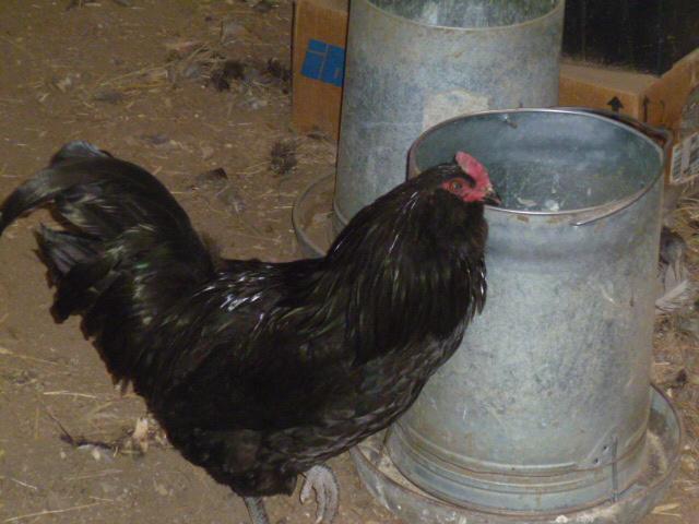 68749_p1000367.jpg