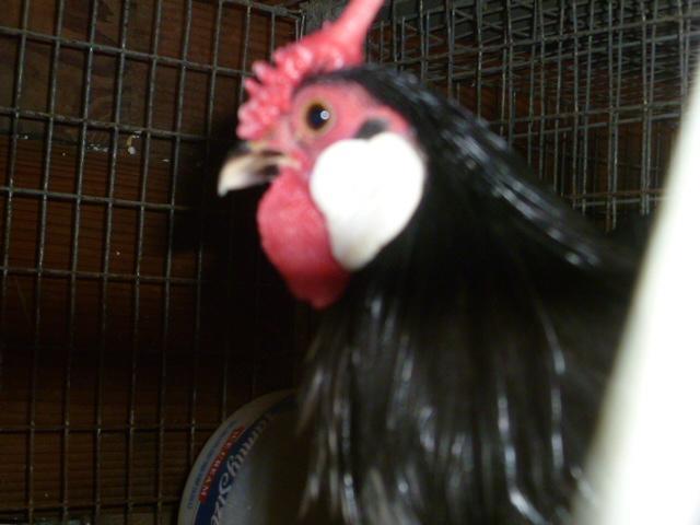 68749_p1000390.jpg