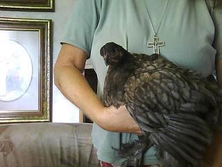 68769_3rd_hen_chocolate_v.jpg