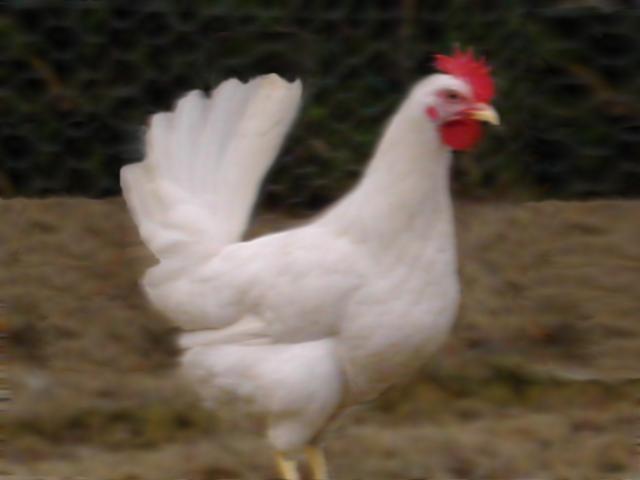 68779_white_chicken.jpg