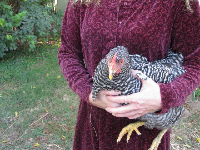 68803_10-mary_the_silver_cuckoo_maran_hen-15_weeks.jpg